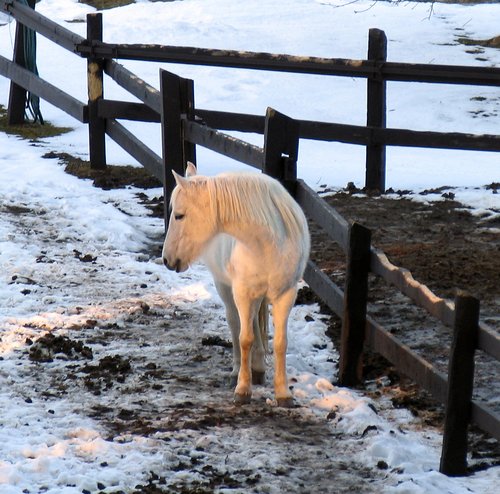 Winter afternoon walk:  White horse