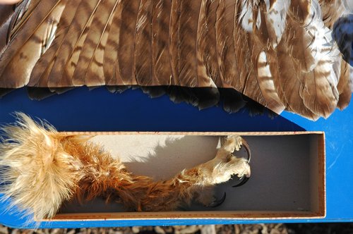 Raptor Claw and Wing