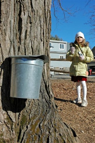 Maple syrup - the photographer