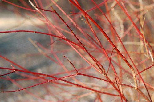 Red Brush (50mm lens)