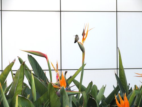 Hummingbird guarding Bird of Paradise blossoms at the Getty