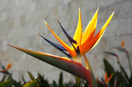 Bird of Paradise (detail)