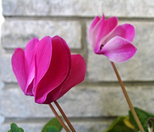 Signs of Spring:  Cyclamen