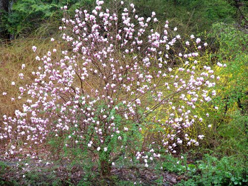 Magnolia and Forsythia
