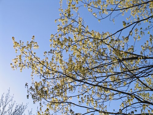 Sugar Maple (Acer saccharum) in blossom