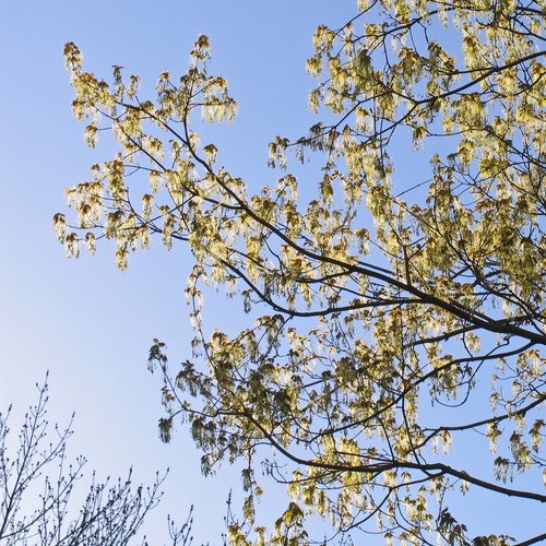 Sugar Maple in blossom (detail)