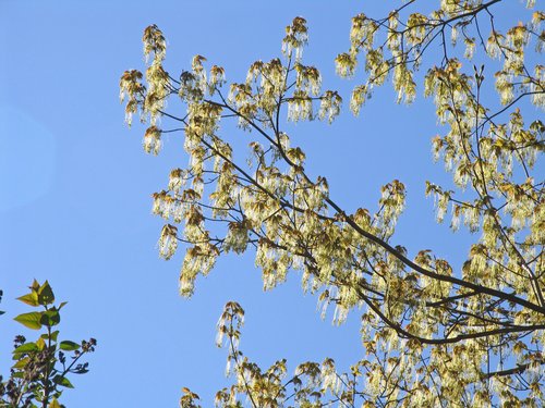 Sugar Maple blossoms (closer)