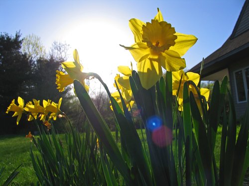 Bright Yellow Daffodil (with spider legs)