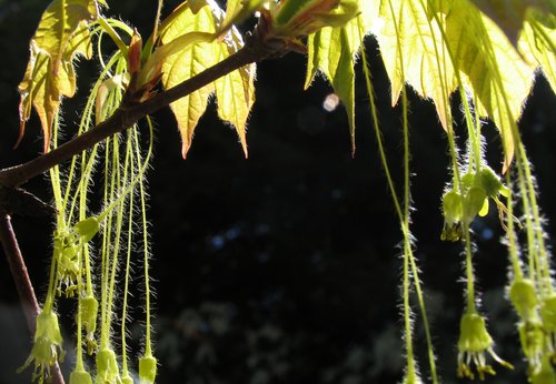 Acer Saccharum (wild crop)