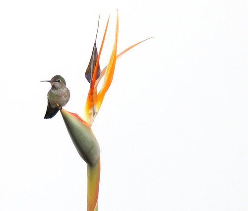 Hummingbird guarding Bird of Paradise blossoms at the Getty (detail)