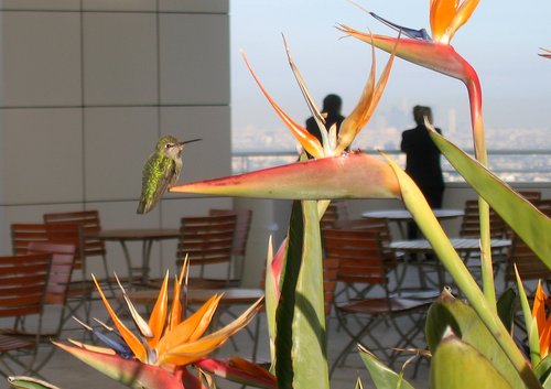 Hummingbird guarding Bird of Paradise blossoms at the Getty