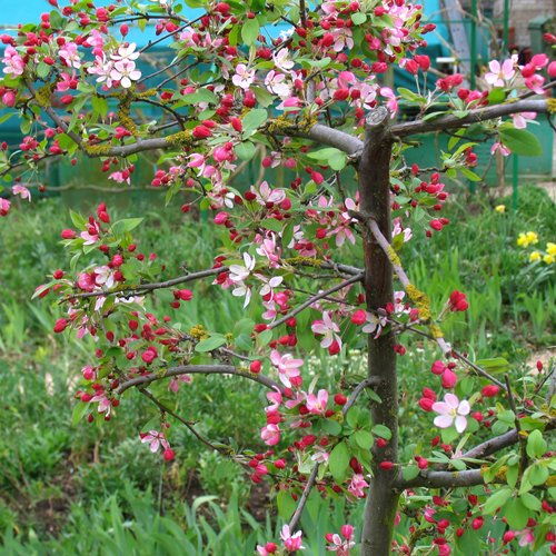 Crab Apple Blossoms