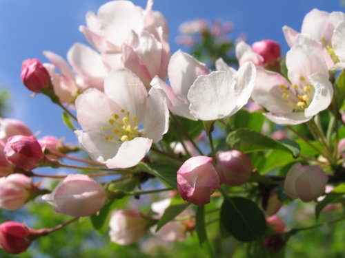 Crab Apple Blossoms