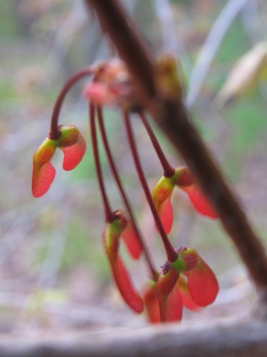 Red Maple Seeds