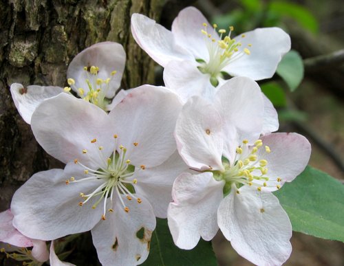 Wild Apple Blossoms