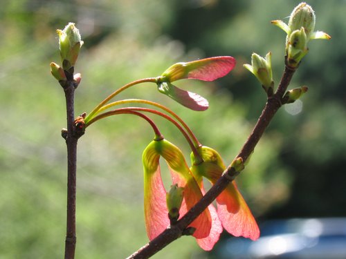 Red Maple Fruit (Contextual View)