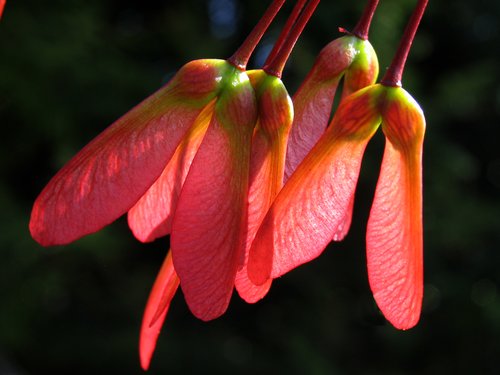 Red Maple Fruit (Samara)