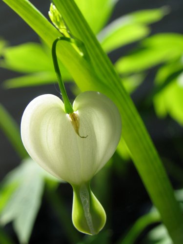 White Bleeding Heart