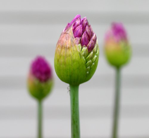 Purple Allium