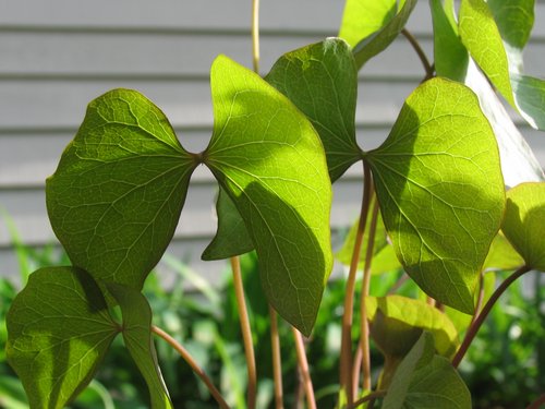 Twin Leaf (Jeffersonia diphylla)