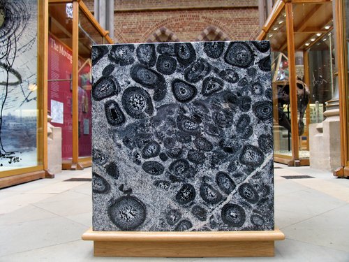 Orbicular Granite