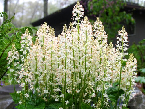 Tiarella cordifolia
