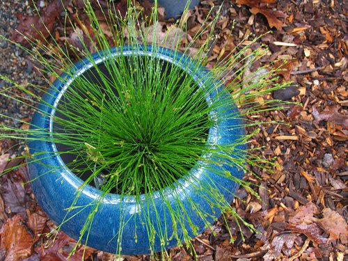 Ornamental grass in a blue ceramic pot