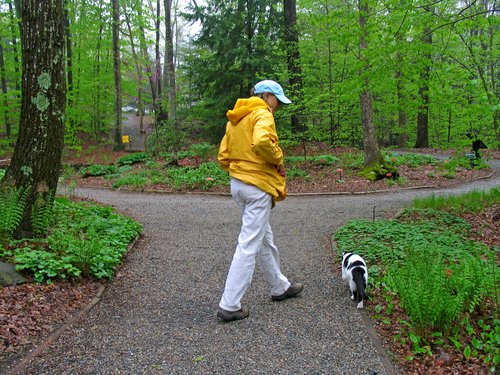 Friendly cat, likes walking in the woods with people