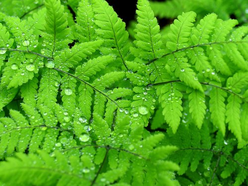 Plumrose Oak Fern