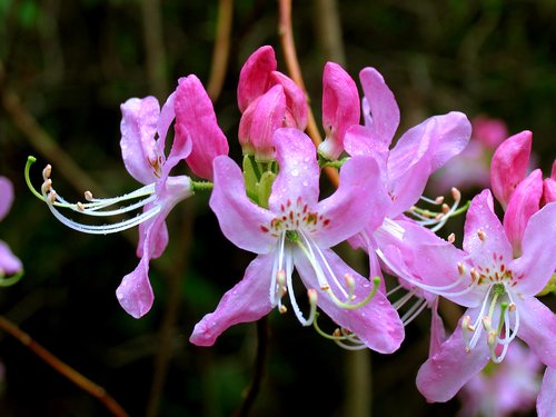 Pink Shell Azalea