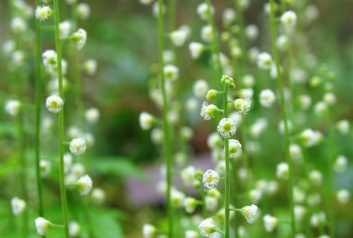 Mitella diphylla (close up)