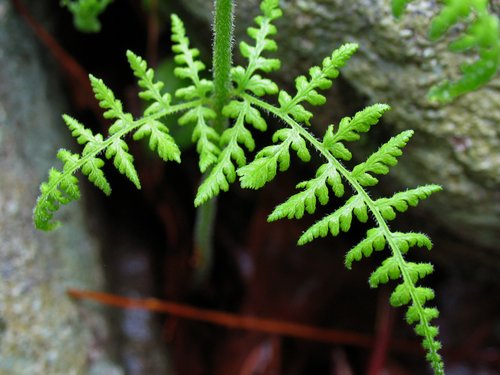 Fern and Rock