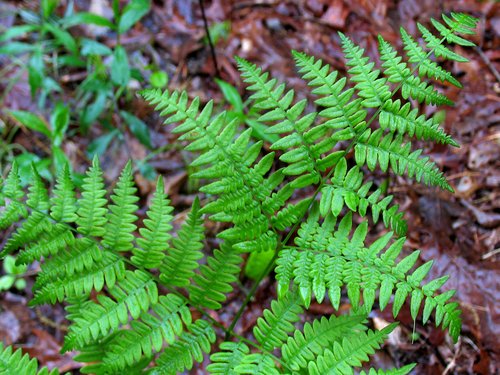 Triangular Fern