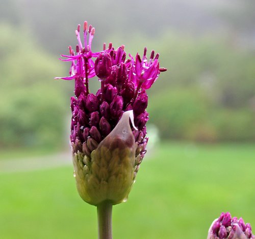 Allium (soaking wet)