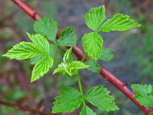 Black Raspberry