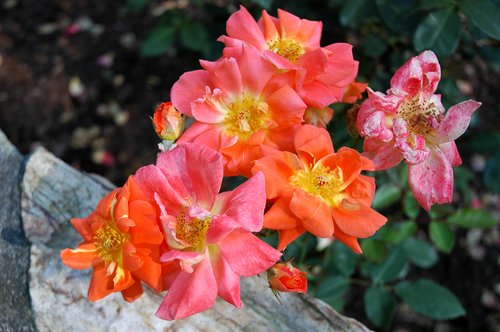 Orange Variegated Rose