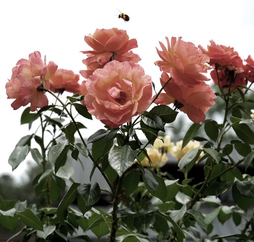 Rose & Bee