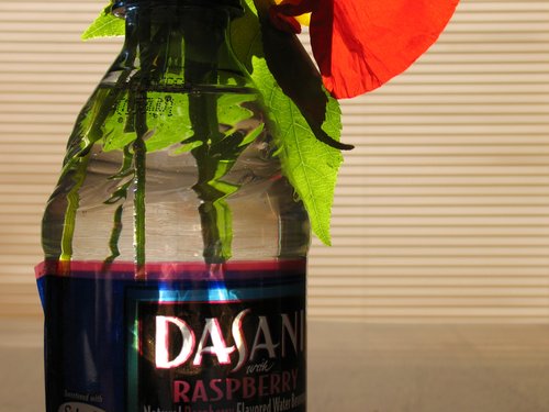 Flower Stems in Water Bottle