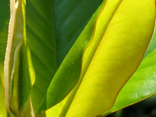 Magnolia Leaves