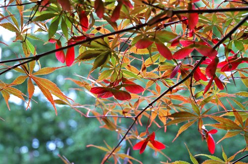 Japanese Maple