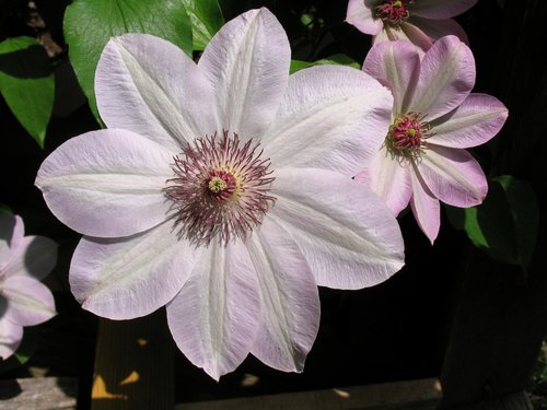 Clematis (On the Vine)