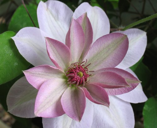 Clematis Unfolding (A discussion of petal overlap symmetry patterns)