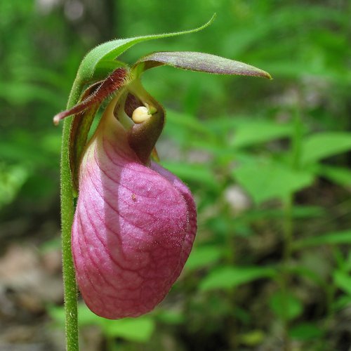 Lady Slipper season