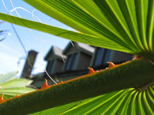 Fan shaped palm leaf (not in focus)