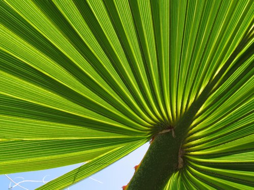Fan shaped palm leaf