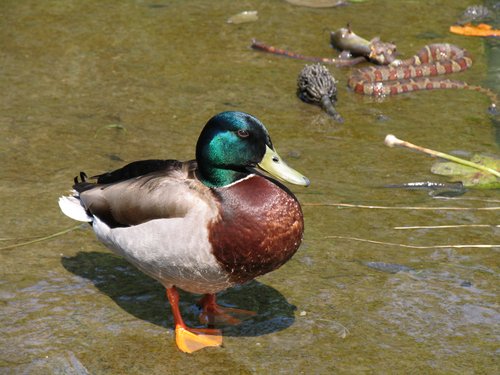 Duck (with Water Snake and Catfish)