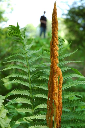 Cinnamon Fern Spore Frond