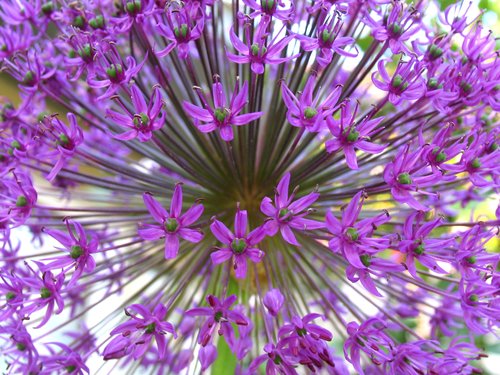 Allium Flower Head