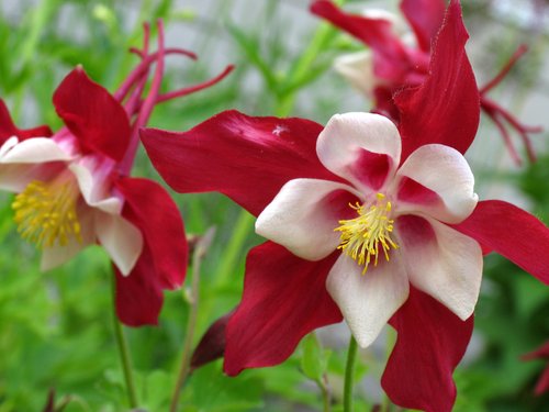 Red Columbine