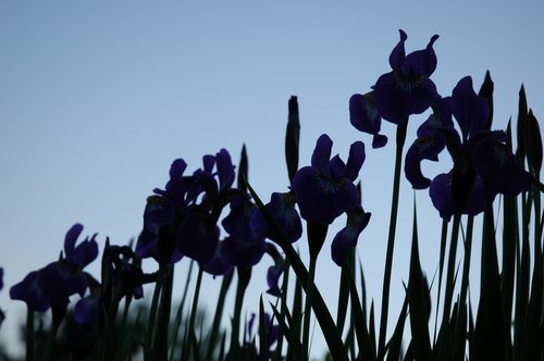 Iris (silhouette in twilight)